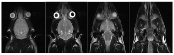 小鼠头颅扫描，T2W FSE (2).jpg